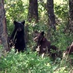 3 Little Bears