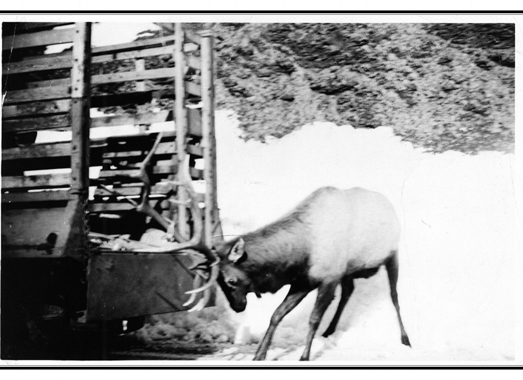 Bull Elk in the snow given hay in Pagosa Springs photo