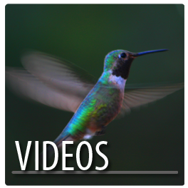 Pagosa Springs Videos