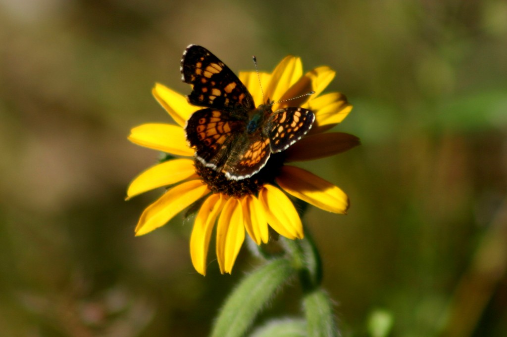 Butterfly 0845