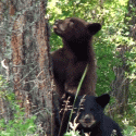 bears